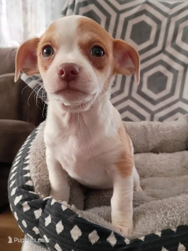 M5 – Chihuahua puppy for sale in Hancock, MD