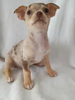 f1, a female Chihuahua for sale in Hancock, MD – Photo 2 of 5