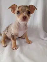 f1, a female Chihuahua for sale in Hancock, MD – Photo 3 of 5