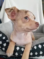 f1, a female Chihuahua for sale in Hancock, MD – Photo 5 of 5