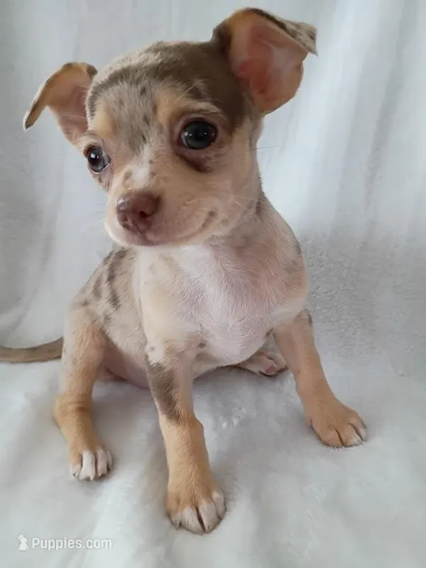f1, a female Chihuahua for sale in Hancock, MD – Photo 1 of 5