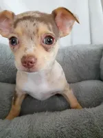 f1, a female Chihuahua for sale in Hancock, MD – Photo 4 of 5