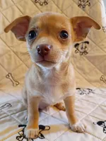 m1, a male Chihuahua for sale in Hancock, MD – 5 of 6