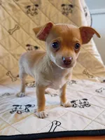 m1, a male Chihuahua for sale in Hancock, MD – 2 of 6