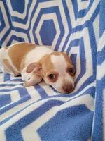 m1, a male Chihuahua for sale in Hancock, MD – 2 of 5