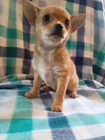 f1, a female Chihuahua for sale in Hancock, MD – 5 of 6