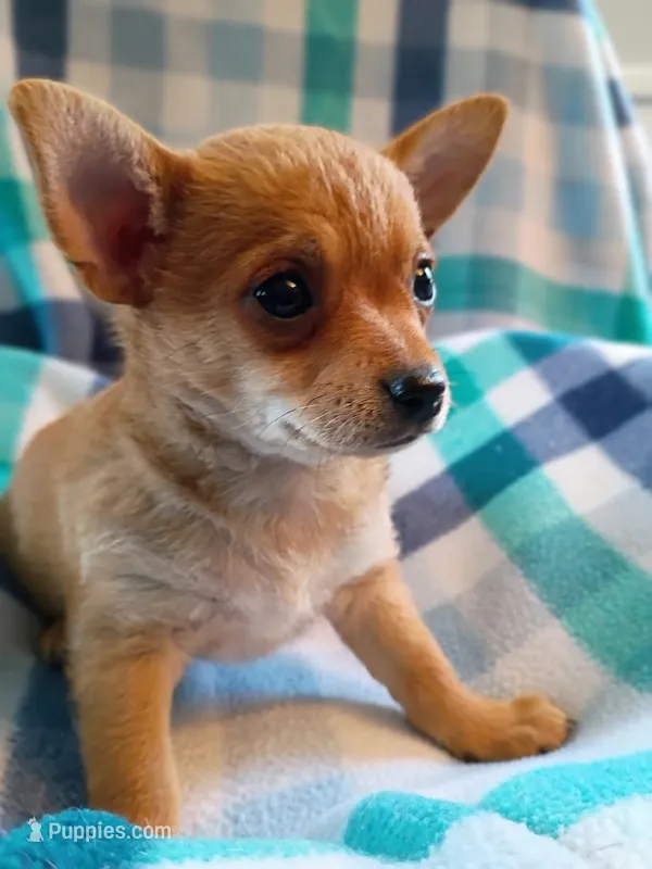 f1 – Chihuahua puppy for sale in Hancock, MD
