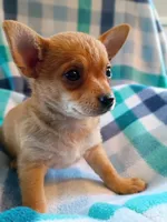 f1, a female Chihuahua for sale in Hancock, MD – 1 of 6