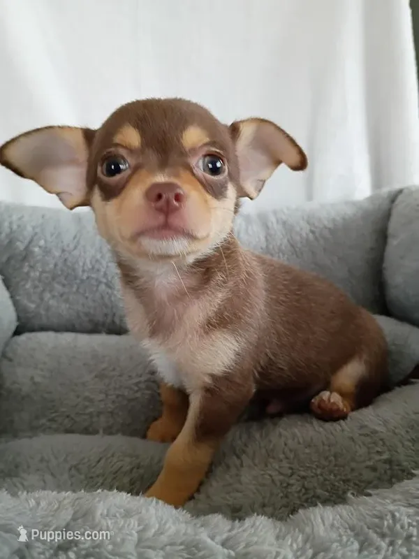 m2 – Chihuahua puppy for sale in Hancock, MD