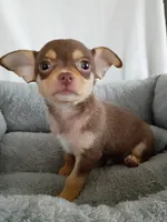 m2, a male Chihuahua for sale in Hancock, MD – Photo 1 of 7