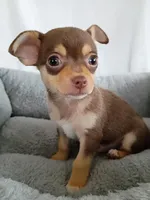 m2, a male Chihuahua for sale in Hancock, MD – Photo 5 of 7