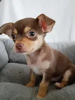 m2, a male Chihuahua for sale in Hancock, MD – Photo 6 of 7