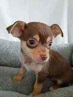 m2, a male Chihuahua for sale in Hancock, MD – Photo 2 of 7