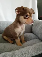 m2, a male Chihuahua for sale in Hancock, MD – Photo 3 of 7