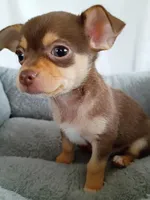 m2, a male Chihuahua for sale in Hancock, MD – Photo 4 of 7