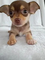 m2, a male Chihuahua for sale in Hancock, MD – Photo 7 of 7