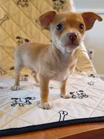 m1, a male Chihuahua for sale in Hancock, MD – 3 of 6