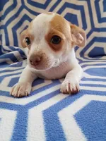 m1, a male Chihuahua for sale in Hancock, MD – 5 of 5