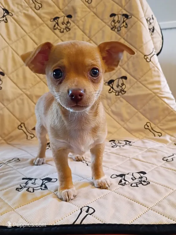 m1 – Chihuahua puppy for sale in Hancock, MD