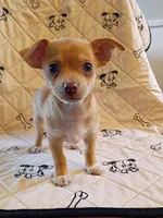 m1, a male Chihuahua for sale in Hancock, MD – 1 of 6
