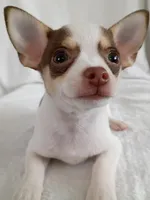 m3, a male Chihuahua for sale in Hancock, MD – Photo 4 of 5