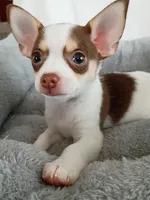 m3, a male Chihuahua for sale in Hancock, MD – Photo 2 of 5