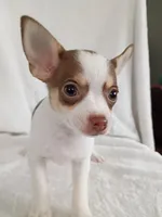 m3, a male Chihuahua for sale in Hancock, MD – Photo 5 of 5