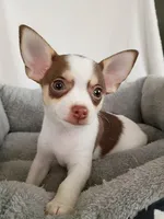 m3, a male Chihuahua for sale in Hancock, MD – Photo 3 of 5