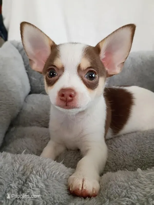 m3 – Chihuahua puppy for sale in Hancock, MD