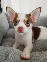 m3, a male Chihuahua for sale in Hancock, MD – Photo 1 of 5