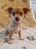 m1, a male Chihuahua for sale in Hancock, MD – 4 of 6