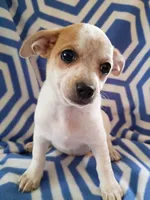 f2, a female Chihuahua for sale in Hancock, MD – 2 of 6