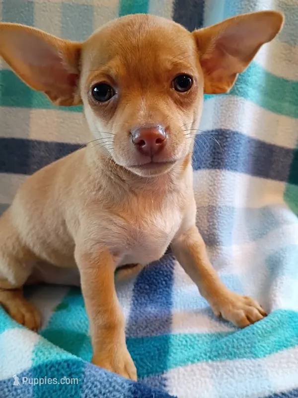 m2 – Chihuahua puppy for sale in Hancock, MD