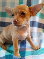 m2, a male Chihuahua for sale in Hancock, MD – 2 of 6