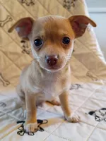 m1, a male Chihuahua for sale in Hancock, MD – 6 of 6