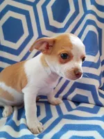 m1, a male Chihuahua for sale in Hancock, MD – 4 of 5