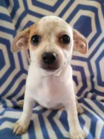 f2, a female Chihuahua for sale in Hancock, MD – 3 of 6