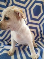 f2, a female Chihuahua for sale in Hancock, MD – 5 of 6
