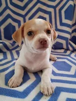 f1, a female Chihuahua for sale in Hancock, MD – 2 of 5