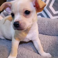 M4, a male Chihuahua for sale in Hancock, MD – Photo 2 of 2