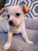 M4, a male Chihuahua for sale in Hancock, MD – Photo 3 of 5