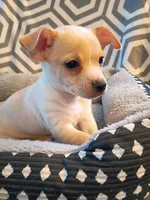 M4, a male Chihuahua for sale in Hancock, MD – Photo 4 of 5