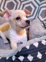 M4, a male Chihuahua for sale in Hancock, MD – Photo 5 of 5