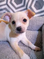 M4, a male Chihuahua for sale in Hancock, MD – Photo 2 of 5