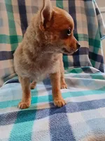 f1, a female Chihuahua for sale in Hancock, MD – 4 of 6