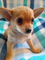 f1, a female Chihuahua for sale in Hancock, MD – 2 of 6