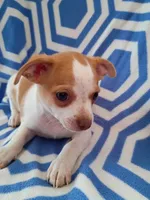 m1, a male Chihuahua for sale in Hancock, MD – 3 of 5