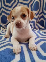 f1, a female Chihuahua for sale in Hancock, MD – 1 of 5