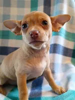 m2, a male Chihuahua for sale in Hancock, MD – 5 of 6