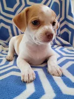 f1, a female Chihuahua for sale in Hancock, MD – 4 of 5